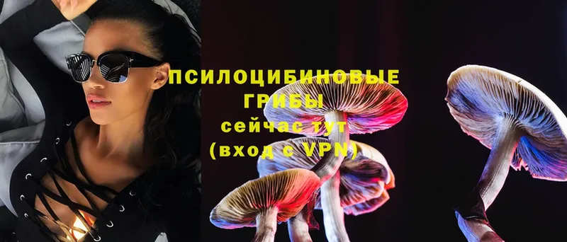 Галлюциногенные грибы Psilocybe  Кизляр 